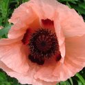 Papaver orientale fleur